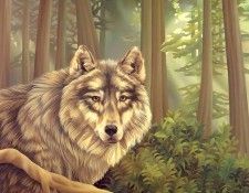 s4-vanishingspecies027-graywolf. , L