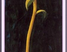 CookBeryl j13 Sunflower-WeaSDC. ���, Beryl