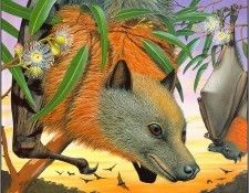 pa AGA 02 KevinStead GreyHeadedFlyingFox. , 