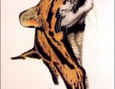 bs-na- Guy Coheleach- Clouded Leopard Head. Coheleach, 