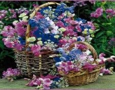 pa SimonKayne BeautifulFlorals 03. Kayne, �����