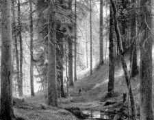 Shishkin Ivan Stream by a Forest Slope. ,  