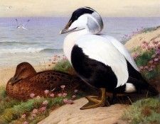 55701. �������, ���������