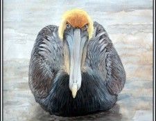 D50-AWE092-RB-Brown Pelican 7. Bansemer, ������