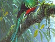 lrsBatemanRobert-Quetzal. Bateman, 