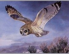 43639. Tunnicliffe, 