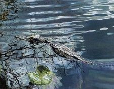 MaryOSullivan MoonlitGator ec. Osullivan, �����