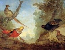 Schouman Aert Phasants Sun. Schouman, 