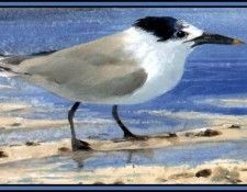 D50-AWE143-RB-Sandwich Tern 2(Winter). Bansemer, ������