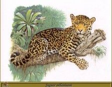 PO pfrd 054 Jaguar mlanisant. Dallet, 