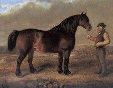 Prize Clydesdale Mare. Steell, 