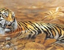 MatthewHillier RecliningTiger ec. ������, �����