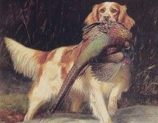 Springer Spaniel With Pheasant. , 