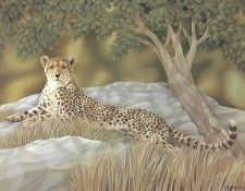 s4-vanishingspecies002-cheetah. , L