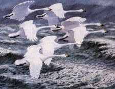 43596. Tunnicliffe, 