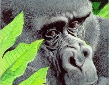 ArnoskyJim-Gorilla-sj. Arnosky, 