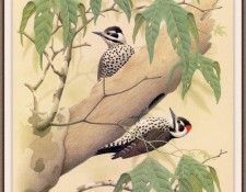 Sj WbZ 20 Stricklands Woodpecker. , 