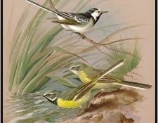 EdeBasil-ThePiedAndGreyWagtail-sj. , 