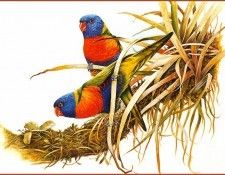 pa EricShepherd 06 RainbowLorikeet. , 