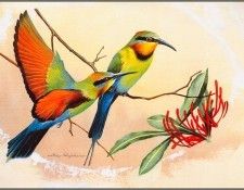 pa EricShepherd 04 BeeEater. , 