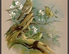 EdeBasil-TheGoldcrestAndSpottedFlycatcher-sj. ���, �������