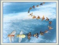 NorfleetB 21 Frolic-WeaSDC. Norfleet, 
