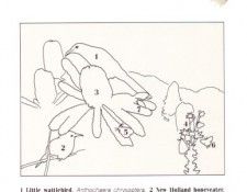 Oz AGls078 Tony Oliver Little Wattlebird Key. , 