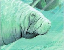 ArnoskyJim-Manatee-sj. Arnosky, 