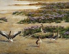 Verstappen Pieter Nature 58 Sun. Verstappen, �����