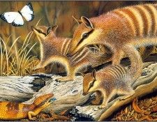 pa KevinStead 05 Numbat. , 