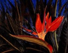 Raymonde Perron - Le Paradis des Oiseaux, De. ������, ��������