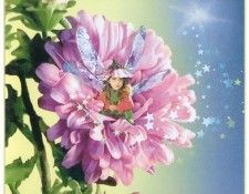 kb Cross Tom Aut Aster Fairy. , 