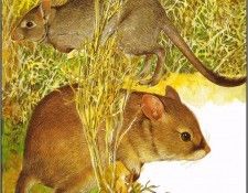 pa TonyOliver AustralianEndangeredWildlife 19. , 