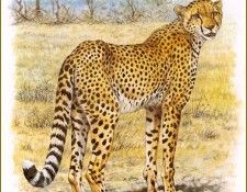 PO pfrd 013 Gupard. Dallet, 
