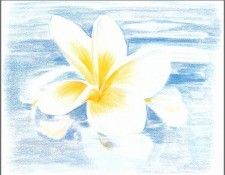 pa KenDone 10 FloatingFrangipani. , 