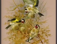 EdeBasil-TheGoldfinch-sj. , 