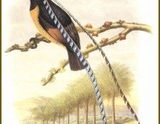 PO ptb 42 Paradisier du Roi de Saxe. , 