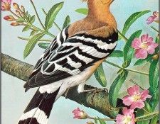 pa BasilEde 19 Hoopoe. , 