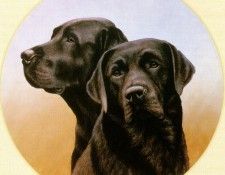 Ipl 0020 Portrait of Two Black Labs NigelHemming sqs. ,    