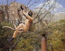 bs- C P Bvan Kempen- Verreauxs Sifaka. Kempen, ����� ��� �����