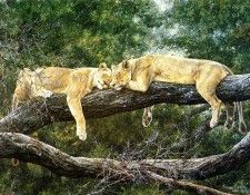 Ae 30 Manyara Afternoon Simon Combes sqs. ����, �����