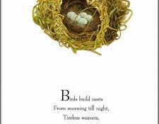 pa TonyOliver BirdsBuildNests 14a. , 
