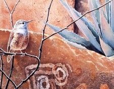 Susan Bourdet - Canyon Wren, De. Bourdet, 