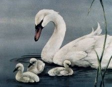 Sherry Nelson - Swan with Young, De. , 