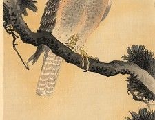 pic09311. �����