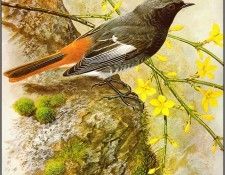 pa BasilEde 55 BlackRedstart. , 