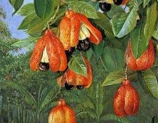 North Marianne Foliage and fruit W Africa Sun. �����, ��������