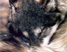 p Lesley Harrison Cal2002 05. ��������, �����