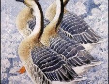 43624. Tunnicliffe, 