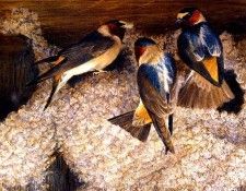 Birds 36 Cliff Swallows at Nest, 2001 Robert Bateman sqs. Bateman, 